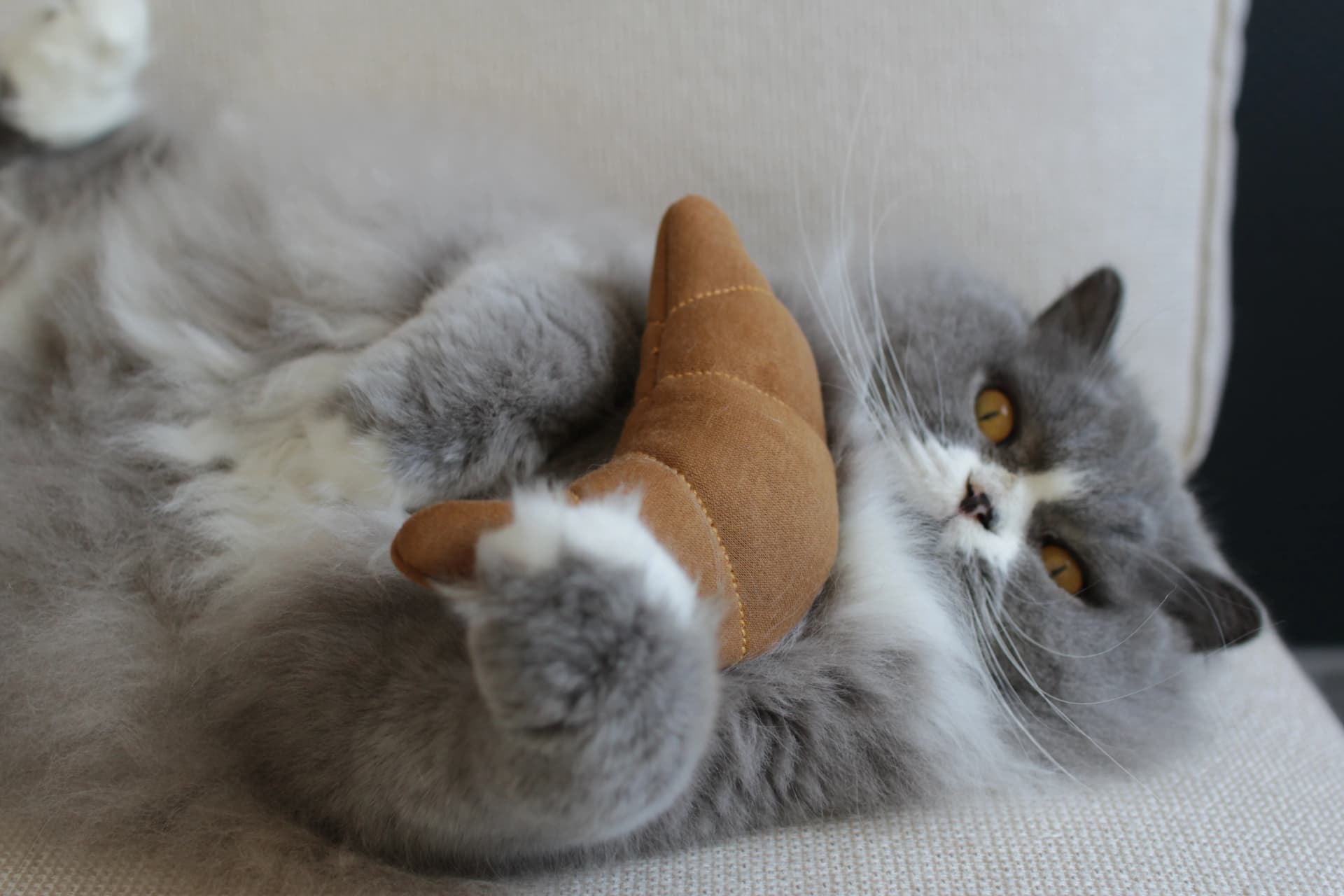 An active cat playing