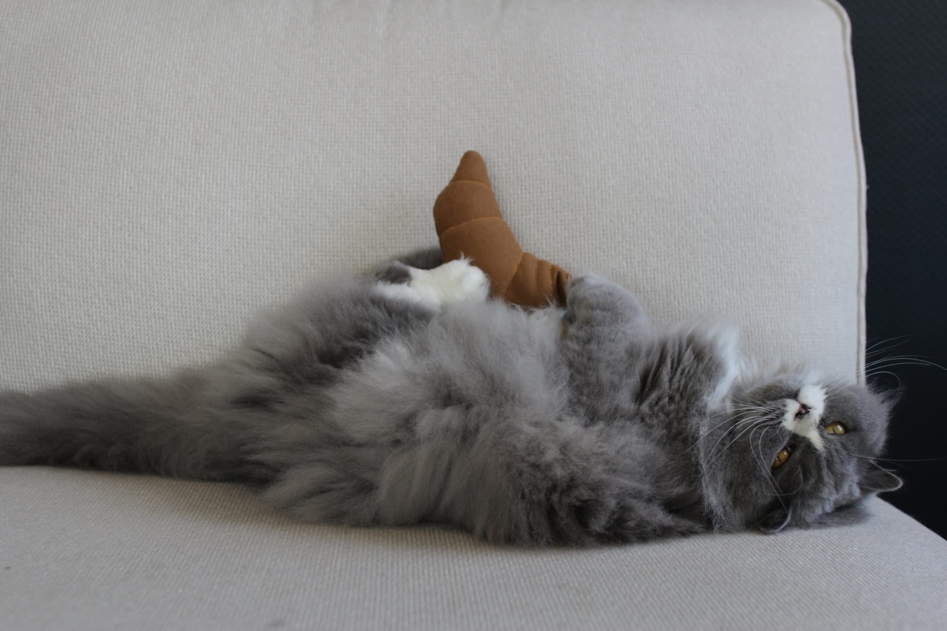 Le Croissant